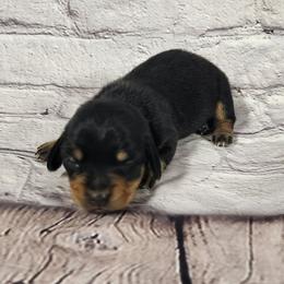 Boone - Black and tan male Dachshund puppy in Anaconda, Montana from Williams Family Dachshunds