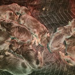 Qbert - Blue male German Shepherd puppy in Los Lunas, New Mexico from Mali's German Shepherds