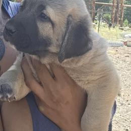 Fiona - Fawn female Kangal puppy in Bonanza, Oregon from VSH Kangal Dogs & Central Asian Shepards/Alabai