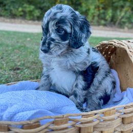 Stella McCartney - Merle female Goldendoodle puppy in Grove, Oklahoma from Guinn Family Farms