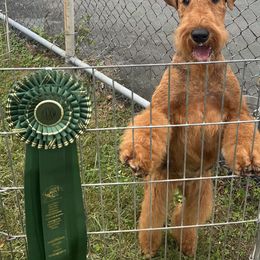 Airedale Terrier All Grown Up from Royal Aire Kennel