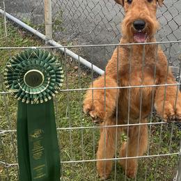 Airedale Terrier All Grown Up from Royal Aire Kennel