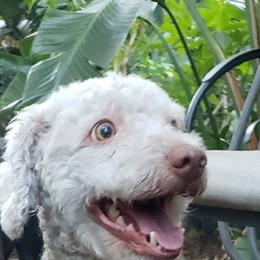 Zoe - Spanish Water Dog