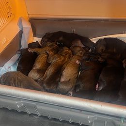 Boerboel puppies from Sterling Built Boerboels