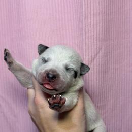 Teffy - Blue speckled female Australian Cattle Dog puppy in Rosharon, Texas from 4Surge Cattle Dogs