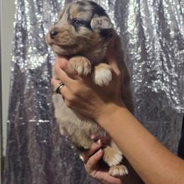 PLEAKLEY Blue merle (with tail) - Blue merle male Australian Shepherd puppy in Rainsville, Alabama from Chaparro Farm Aussies