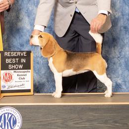 Diana - Beagle