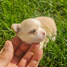 PUMPKIN - Cream and white male Chihuahua puppy in Gray, Louisiana from Chi Chi's Place LLC