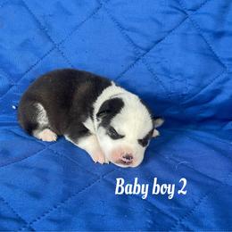 Baby boy 2 - Black and white male Siberian Husky puppy in Ocala, Florida from Florida Husky Puppies