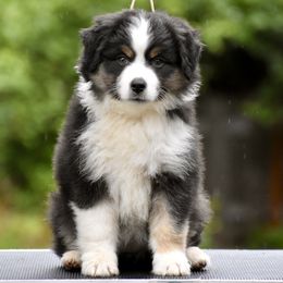 Australian Shepherd and Miniature American Shepherd Puppies from Bright Heart Aussies & Miniature American Shepherds