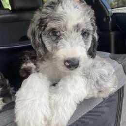 Aussiedoodle and Goldendoodle Puppies from Cuddly Doodles