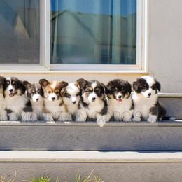 American Corgi and Pembroke Welsh Corgi Puppies from Blacktail Mountain Corgis