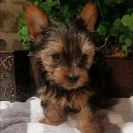 Mojo - Black and tan male Yorkshire Terrier puppy in Hot Springs, Arkansas from Kimberly's Lovable Littles