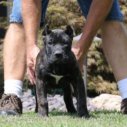Purple Collar - Tiger female Perro de Presa Canario puppy in Pocahontas, Illinois from Cabeza Grande Kennel