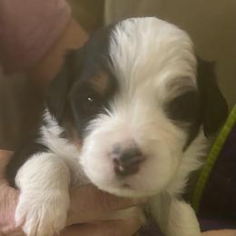 Ozzie-orange - Tri-color male Bernedoodle puppy in Lynch Station, Virginia from Mini Bernedoodles by Ziva & Zac