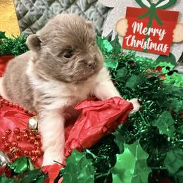 Peppermint - Lavender female Pomeranian puppy in Clarksville, Tennessee from Bee Mine Maltipoos and Pomeranians