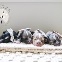 Miniature Australian Shepherds and Toy Australian Shepherds from Hydden Aussies