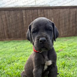 Nova - Black female Great Dane puppy in Granbury, Texas from Anderson Blau’s Great Danes