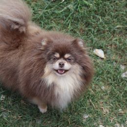 Essentia - Pomeranian