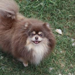Essentia - Pomeranian