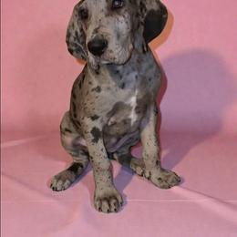 Nova - Merle female Great Dane puppy in Walker, Louisiana from La Rebel Danes