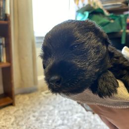 Miniature Schnauzer and Poodle Puppies from Bits & Bytes Farm