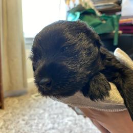 Miniature Schnauzer and Poodle Puppies from Bits & Bytes Farm