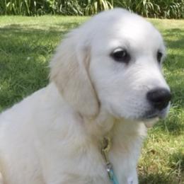 Golden Retrievers from Wide Hollow Retrievers