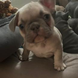 Sunny - Blue fawn male French Bulldog puppy in West Hempstead, New York from Long Island Frenchie