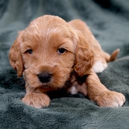 Robin - Apricot male Australian Labradoodle puppy in Stanwood, Washington from Victoria Creek Australian Labradoodles
