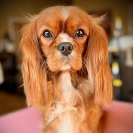 Wanda - Cavalier King Charles Spaniel