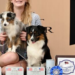 Miniature American Shepherds, Miniature Australian Shepherds, and Toy Australian Shepherds from Shooting Stars Ranch Toy and Mini Aussies