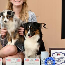 Miniature American Shepherds, Miniature Australian Shepherds, and Toy Australian Shepherds from Shooting Stars Ranch Toy and Mini Aussies