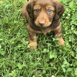 Dachshund Puppies from Crenshaw Dachshunds