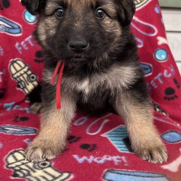 Red collar - Black and tan female German Shepherd puppy in Allentown, Pennsylvania from VMH Shepherds