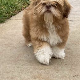 Shih Tzu All Grown Up from Precious Pup ShihTzu