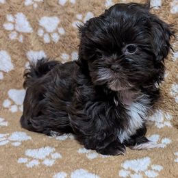 Eclair - Chocolate female Shih Tzu puppy in Orange Park, Florida from Sweetz Kennelz