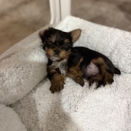 Biewer Terrier, Cavapoo, Cockapoo, Goldendoodle, Poodle, and Yorkshire Terrier Puppies from Pucci Pawfect