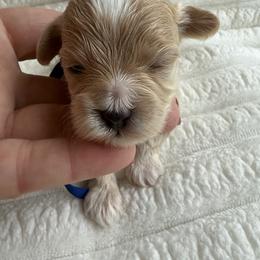 Independence ( blue collar) - Apricot male Maltipoo puppy in Fredericktown, Missouri from Doodle Pups Fur-Ever