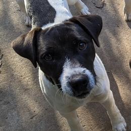 Dr Watson - Jack Russell Terrier