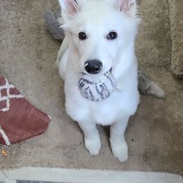 Berger Blanc Suisse Puppies from Absolute Dream White Swiss Shepherds