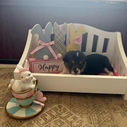 Orange Collar - Black and tan female Pembroke Welsh Corgi puppy in Abingdon, Virginia from Em-K Kennels