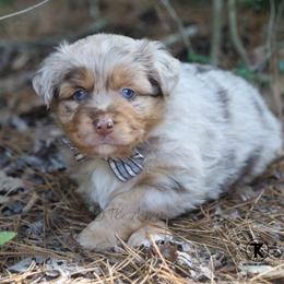 Rocket- RMM - Red merle male Miniature Australian Shepherd puppy in Nacogdoches, Texas from TK Standard, Mini, & Toy Aussies