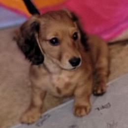 Happy. (Non Dapple) - Red male Dachshund puppy in Terlton, Oklahoma from CLARK'S BREEDING PROGRAM