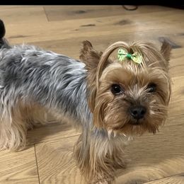 Samson - Yorkshire Terrier