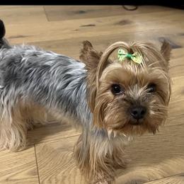 Samson - Yorkshire Terrier