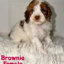 Brownie - Chocolate Parti Merle - Merle female Australian Labradoodle puppy in Beecher, Illinois from Erica’s Doodles