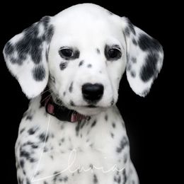 Sharpay - White and black female Dalmatian puppy in Micanopy, Florida from Fortuna Farms