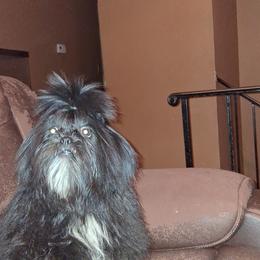 Boy 3 - Black and white male Shih Tzu puppy in Birmingham, Alabama from K&D kennels