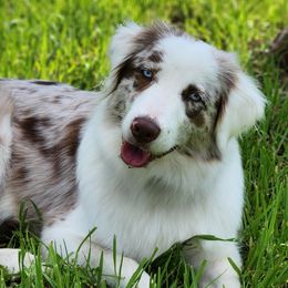 Zara - Australian Shepherd